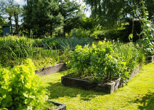 Food Forests: Grow Your Own Food, Enhance Your Preparedness