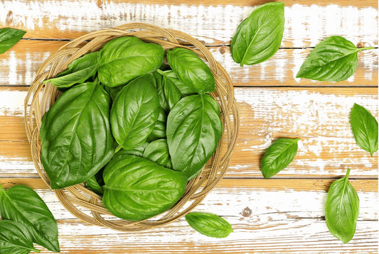 Basil: From Kitchen Staple to Natural Medicine Cabinet