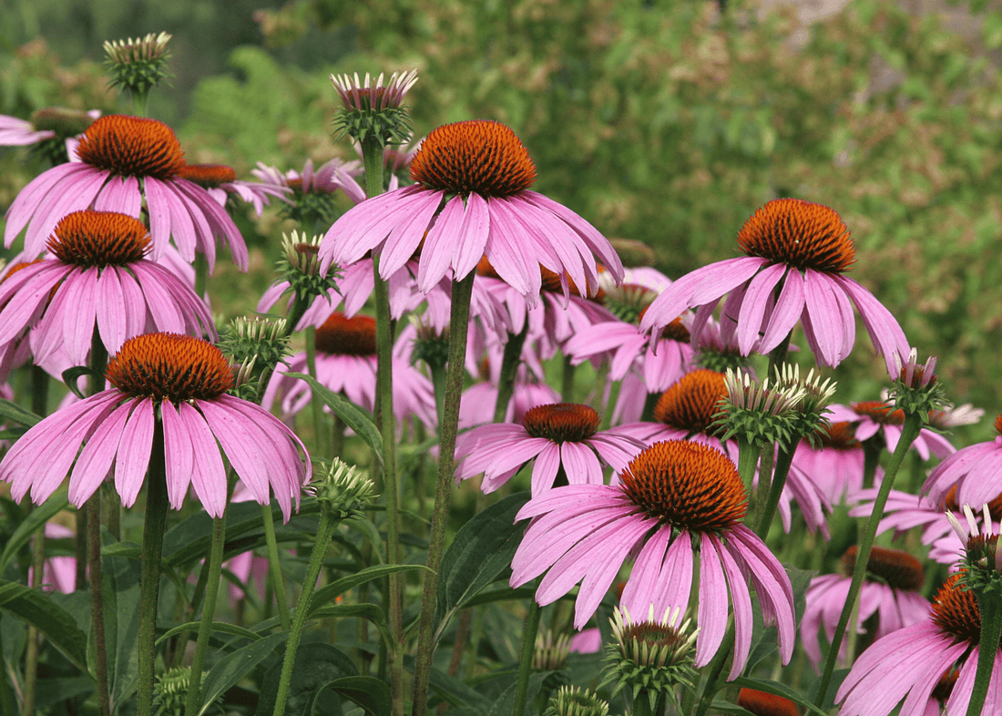 Growing Echinacea: The Plant with Medicinal Benefits