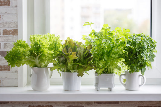 A Beginner's Guide to Growing Vegetables Indoors