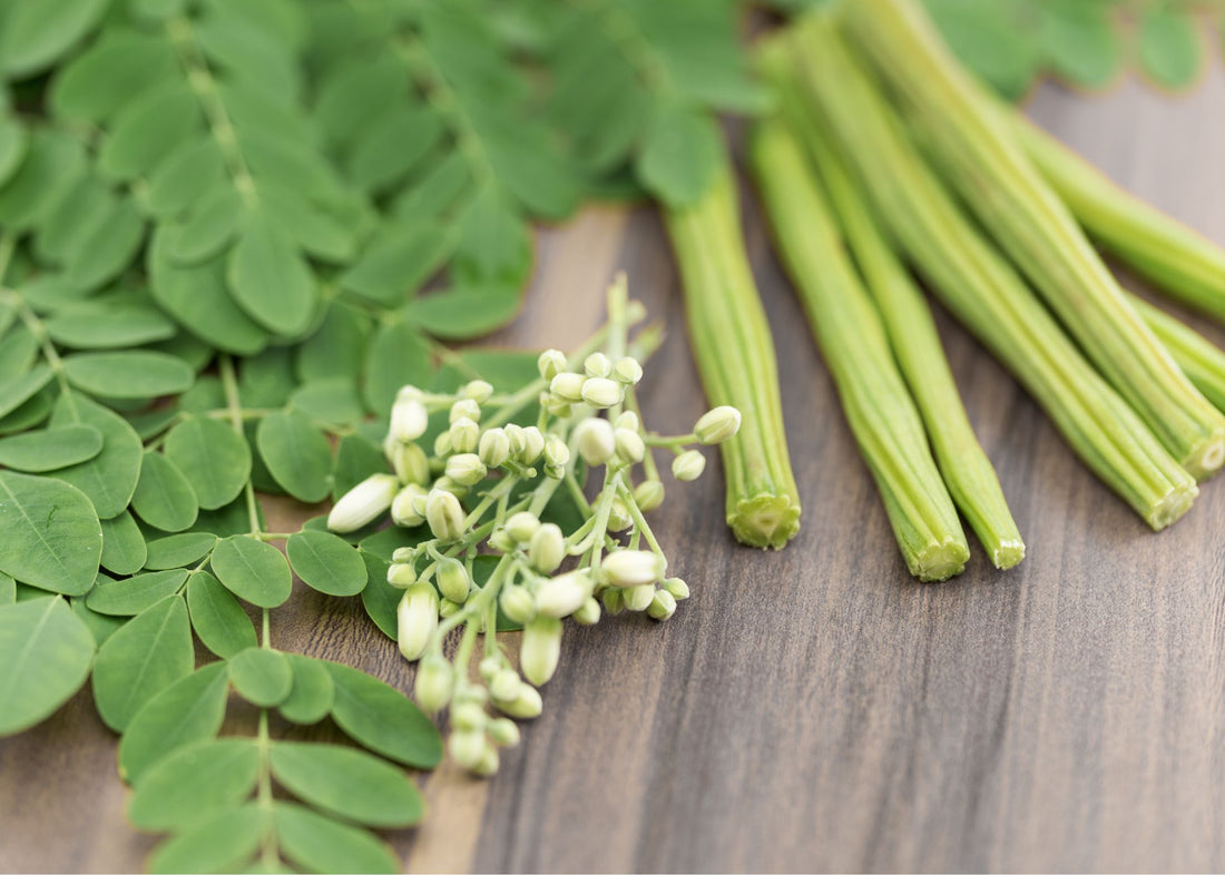 Moringa - Survival Plant