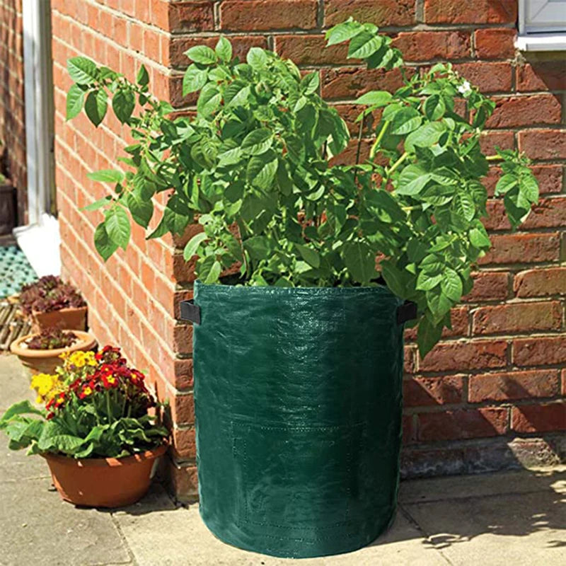 This picture shows a green grow bag with a plant growing in it.  