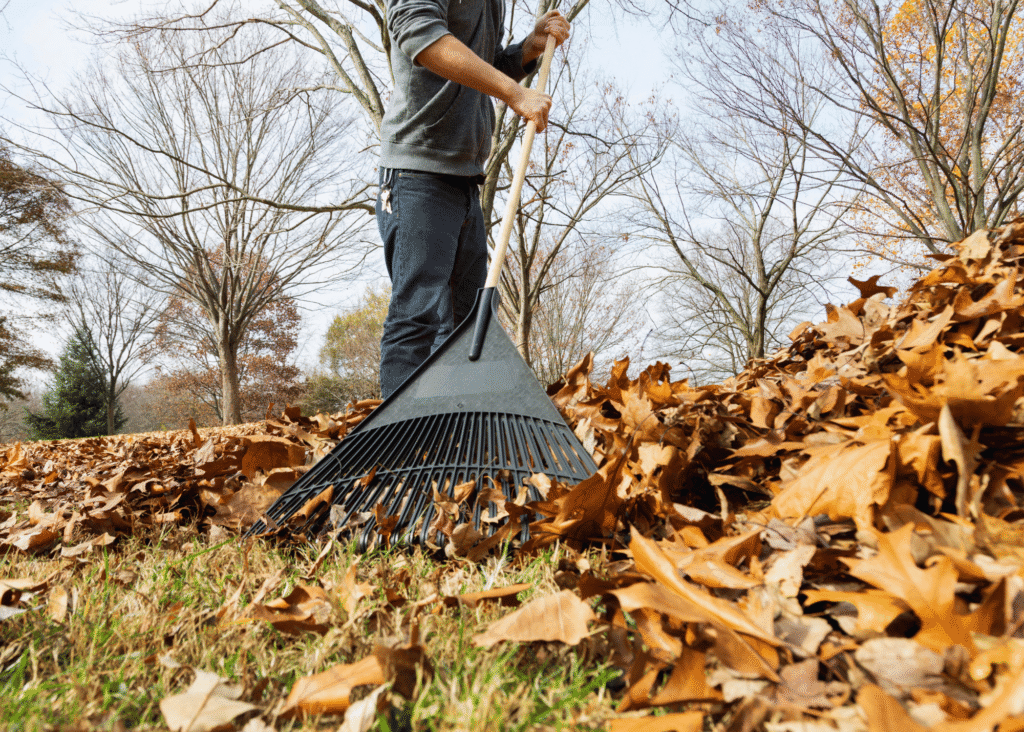 raking fall leaves
