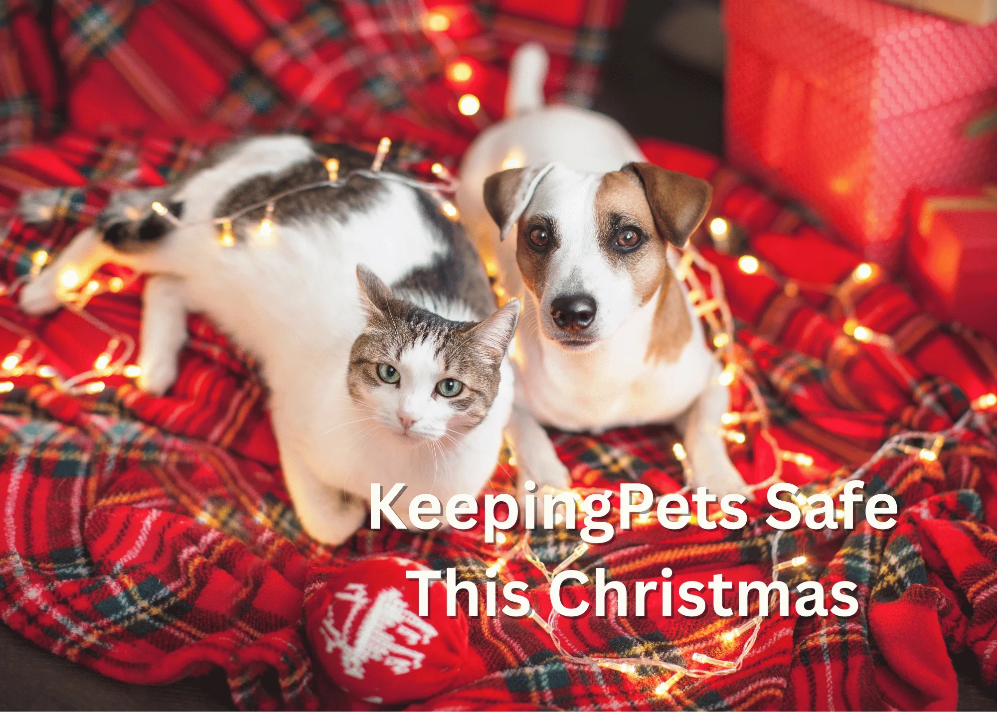 a dog and cat lying together with Christmas lights...with the words on the featured image: Keeping Pets Safe This Christmas