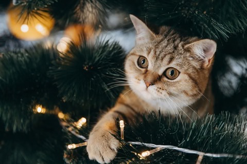 Cat in a tree playing with Christmas tree lights, a potential holiday decoration hazard