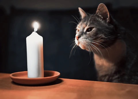 Cat investigating a lit candle, showing a common holiday fire hazard for pets