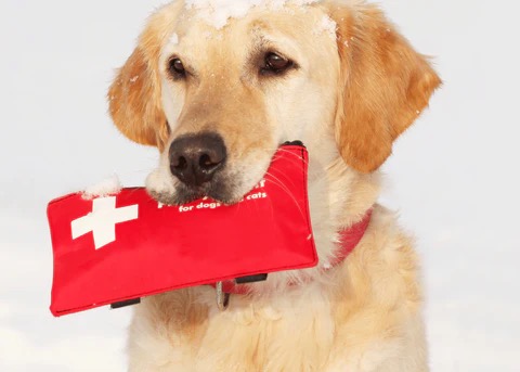 Dog holding a pet first aid kit for emergency preparedness