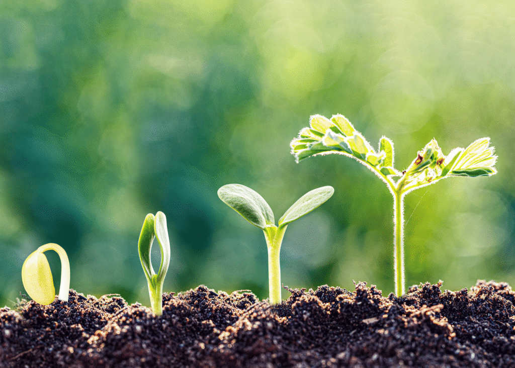 Seed growth progression