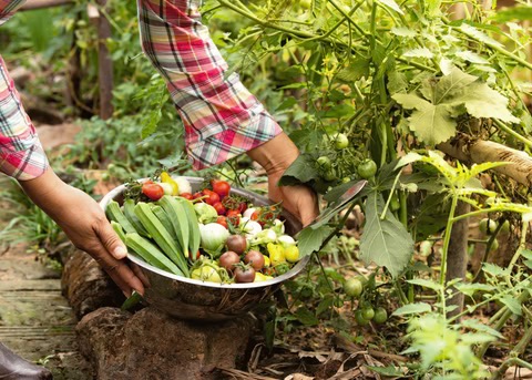 a prepared, peaceful home showing a person harvesting good food from their garden - okra, potatoes, yummy!