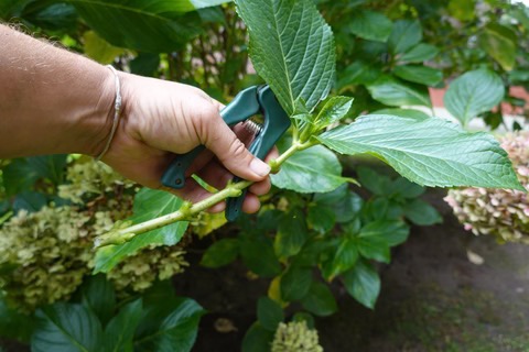 taking cutting from plants you can't protect