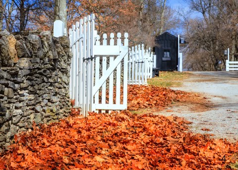 a fall scene, rock wall, white picket gate, and beautifully colored fall leaves