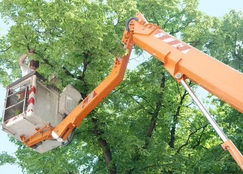 a man in a crane trimming a tree