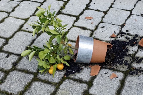 a pot broken lying on the ground with a sad looking plant in it