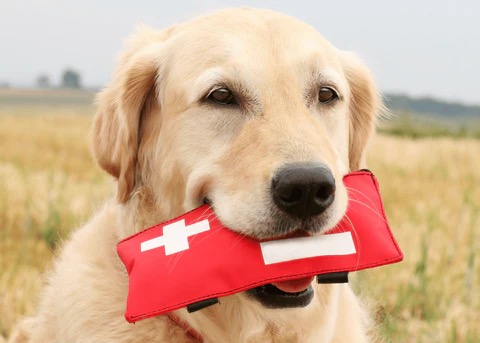 pet emergency kit that a dog is holding in his mouth