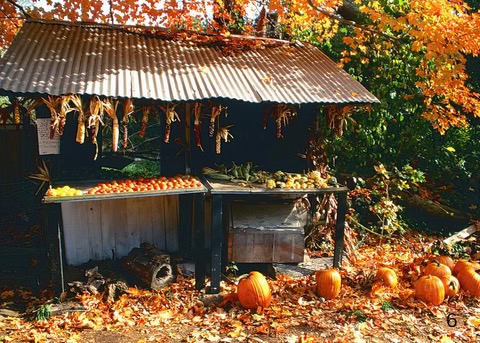 a veggie stand....pumpkins and lots of pretty autumn leaves