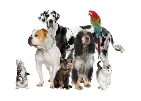 Pets including cats, dogs, rabbits and birds