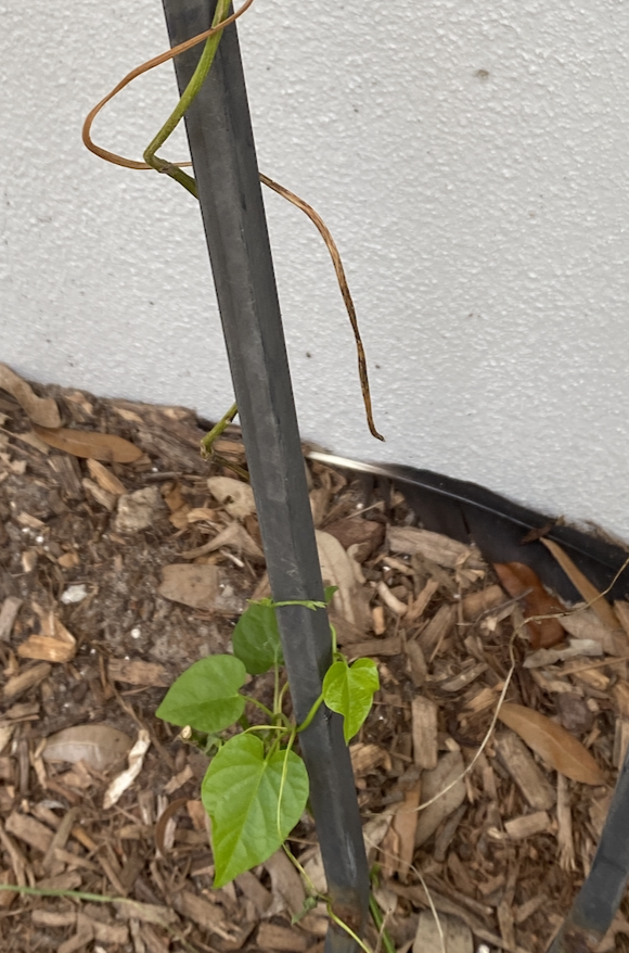 morning glory vine bitten by a rabbit, destroying most of the vine