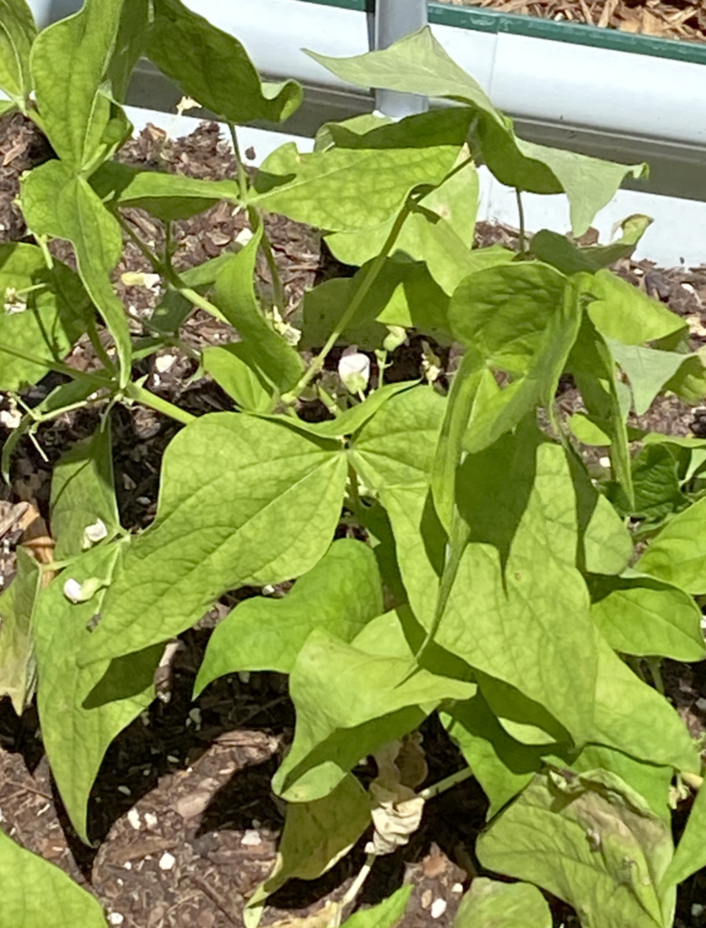 Jacob's cattle beans are beginning to bloom.