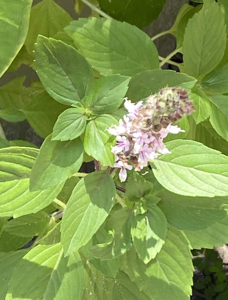 African blue basil blooms